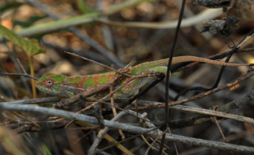 Furcifer major [Furcifer major]