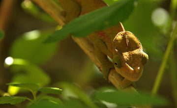 Riesenchamäleon [Furcifer oustaleti]