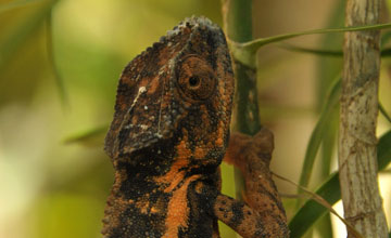 Panther chameleon [Furcifer pardalis]