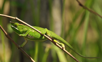 Furcifer willsii [Furcifer willsii]