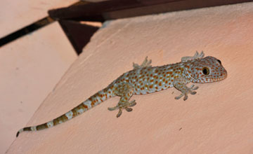 Tokeh [Gekko gecko gecko]