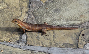 Sudan plated lizard [Gerrhosaurus major]