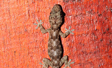 Hausgecko [Hemidactylus mabouia]