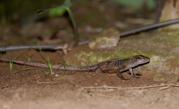 Middle american ameiva [Holcosus festivus]