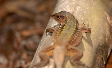 Four-lined ameiva [Holcosus quadrilineatus]