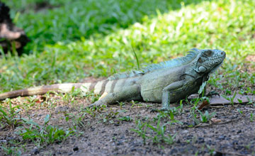 Green iguana [Iguana iguana iguana]