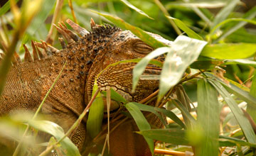 Grüner Leguan [Iguana iguana rhinolopha]