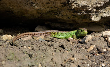 Sand lizard [Lacerta agilis]