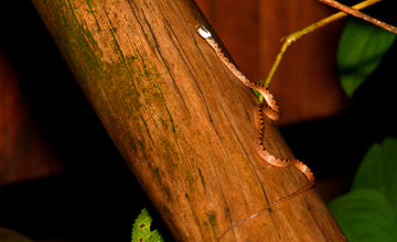 Leptodeira rhombifera [Leptodeira rhombifera]