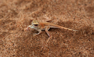 Shovel snouted lizard [Meroles anchietae]