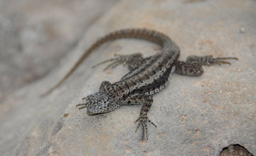 Santa fe lava lizard [Microlophus barringtonensis]