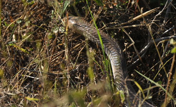 Indian cobra [Naja naja]