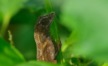 Greater scaly anole [Norops tropidonotus]