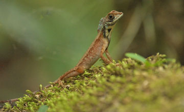 Black-spotted kangaroo lizard [Otocryptis nigristigma]