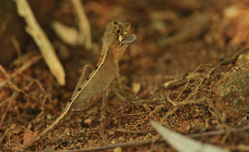 Otocryptis wiegmanni [Otocryptis wiegmanni]