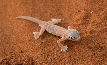 Namibgecko [Pachydactylus rangei]