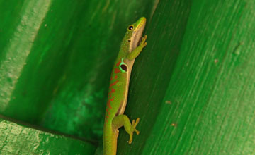 Madagaskar-Taggecko [Phelsuma madagascariensis madagascariensis]