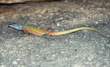 Zimbabwe-Gürtelschweif [Platysaurus intermedius rhodesianus]