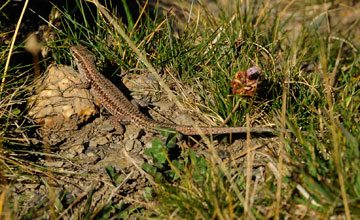 Common wall lizard [Podarcis muralis]