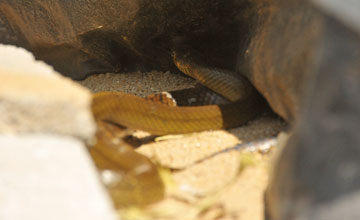 Oriental ratsnake [Ptyas mucosa]