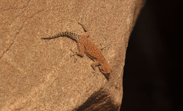 Barnards Namib-Taggecko [Rhotropus barnardi]