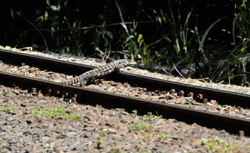 Argentine black and white tegu [Salvator merianae]