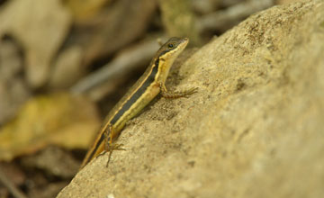 Sphenomorphus melanopogon [Sphenomorphus melanopogon]