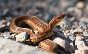 Maritime garter snake [Thamnophis sirtalis pallidula]