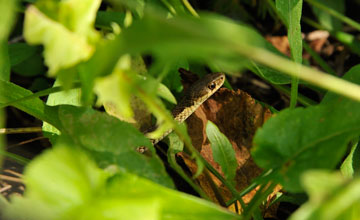 Östliche Strumpfbandnatter [Thamnophis sirtalis sirtalis]