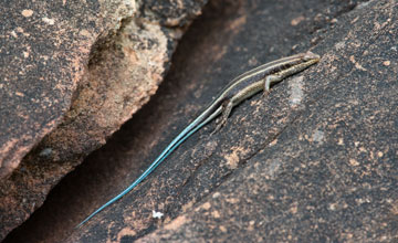 Rainbow mabuya [Trachylepis margaritifera]