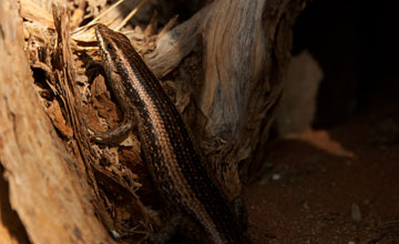 Western three-striped skink [Trachylepis occidentalis]