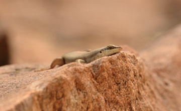 Western rock skink [Trachylepis sulcata]