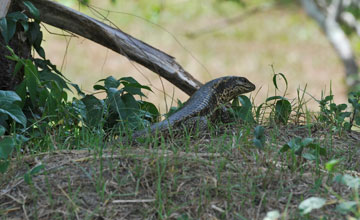 Gold tegu [Tupinambis teguixin]