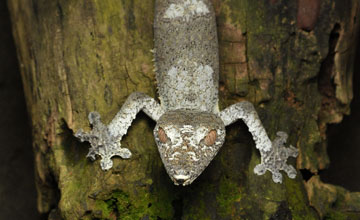 Flachschwanzgecko [Uroplatus fimbriatus]