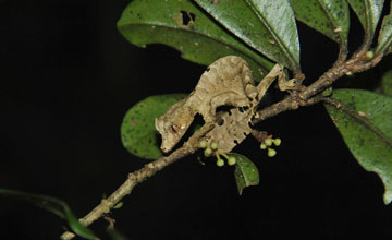 Uroplatus phantasticus [Uroplatus phantasticus]