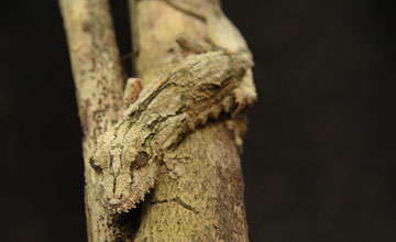 Sikoras Plattschwanzgecko [Uroplatus sikorae]