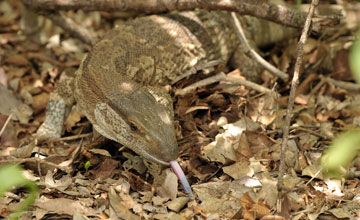 White-throated monitor [Varanus albigularis albigularis]