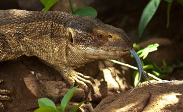 Eastern white-throated monitor [Varanus albigularis microstictus]