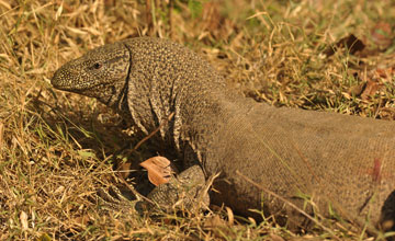 Bengalenwaran [Varanus bengalensis]