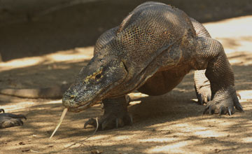 Komodowaran [Varanus komodoensis]