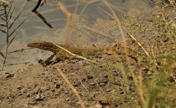 Nile monitor [Varanus niloticus]