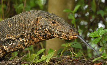 Bindenwaran [Varanus salvator salvator]