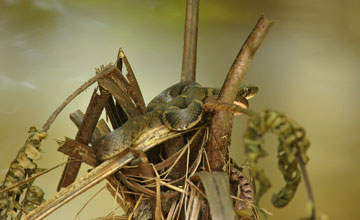 Boulenger's keelback [Xenochrophis asperrimus]