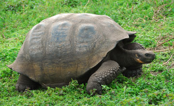 Western santa cruz tortoise [Chelonoidis porteri]