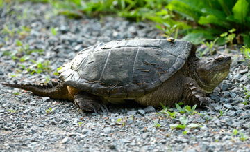 Amerikanische Schnappschildkröte [Chelydra serpentina]