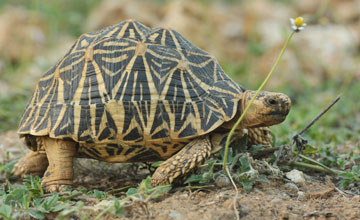 Indische Sternschildkröte [Geochelone elegans]