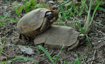 Speke's hinge-back tortoise [Kinixys spekii]