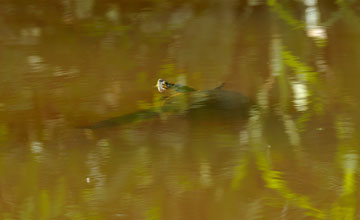 White-lipped mud turtle [Kinosternon leucostomum]