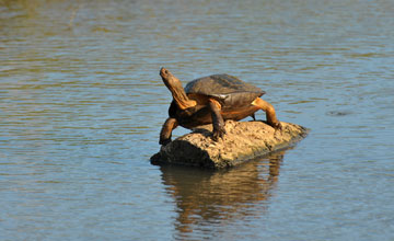 Parker's black turtle [Melanochelys trijuga parkeri]