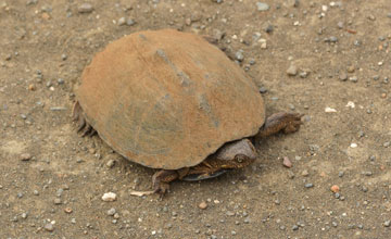 Serrated hinged terrapin [Pelusios sinuatus]